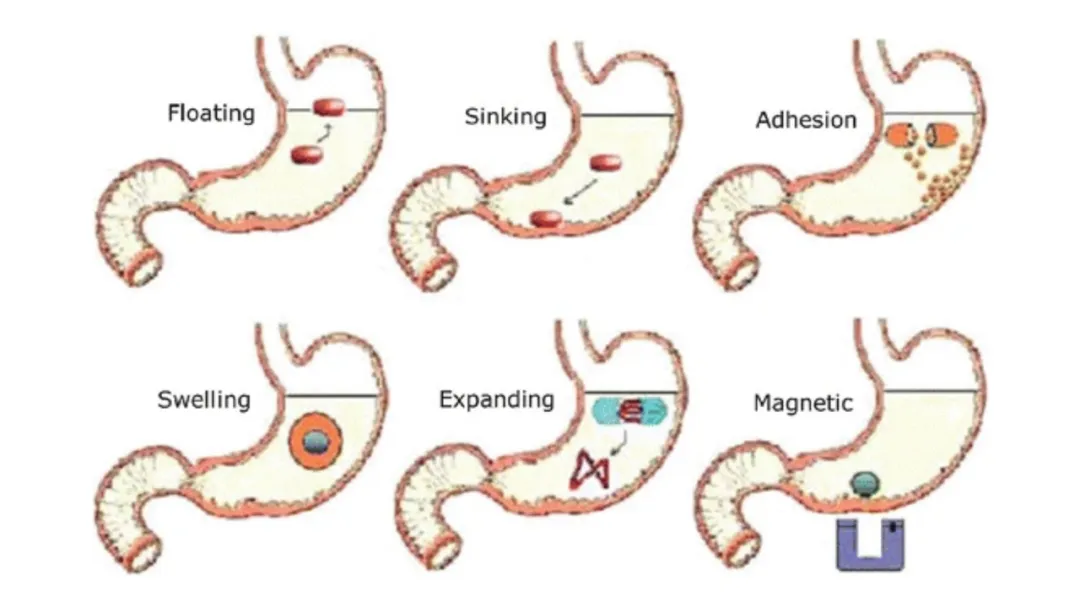 a-quality-by-design-approach-to-achieving-precise-drug-release-and-prolonged-gastric-retention_02.png a-quality-by-design-approach-to-achieving-precise-drug-release-and-prolonged-gastric-retention_02.png